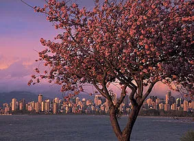 British Columbia stad backdrop achter een boom