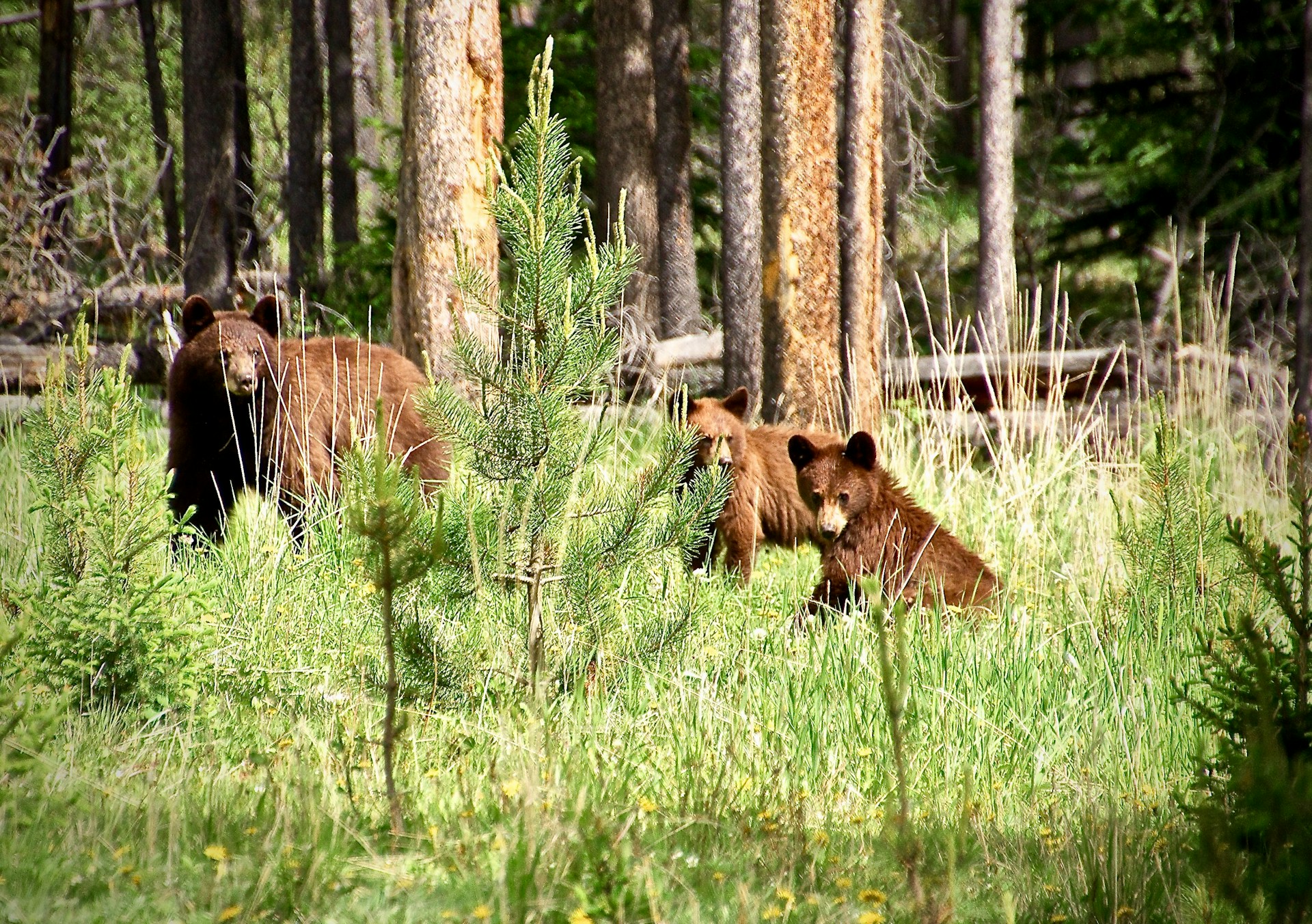 1 CanadaPlus Beer Banff Jasper National Park Canada