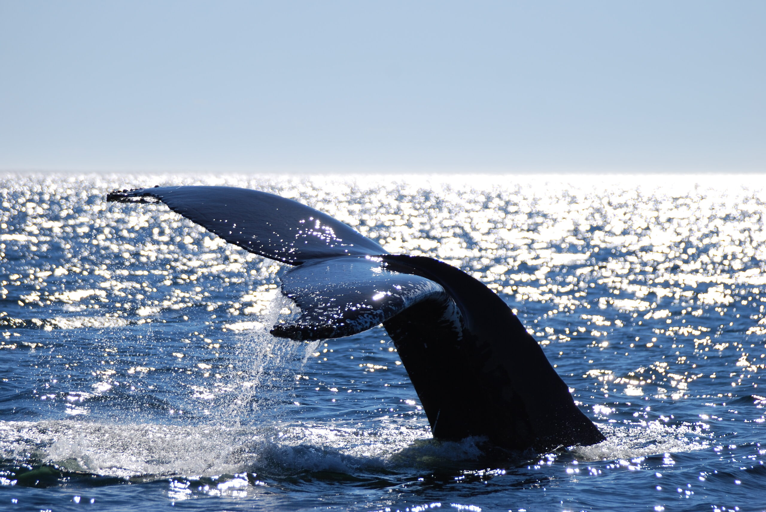 Quebec Baleine