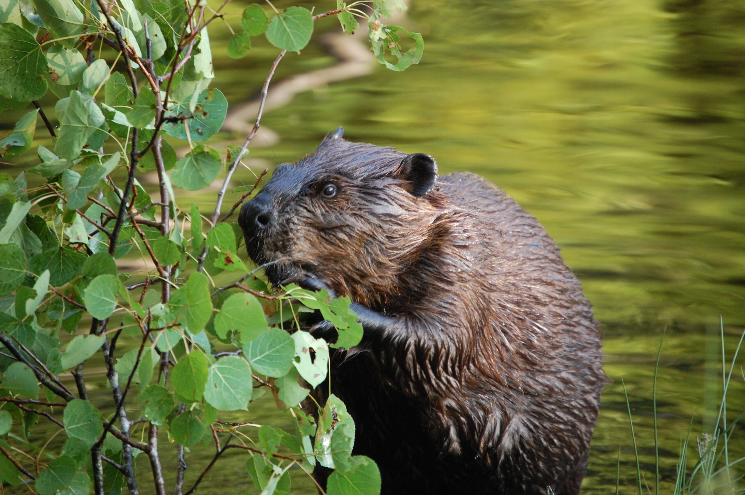 castormauricie